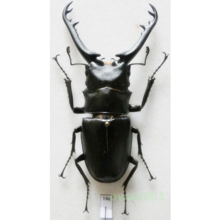 Prosopocoilus giraffa borobudur Mizunuma & Nagai 1991 +80mm Indonesia, Java Is14e